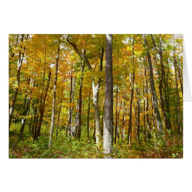 Forêt de feuilles jaunes Paysage d'automne (Devant Horizontal)