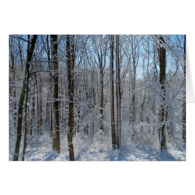 Forêt de peuplier neigeux I (Devant horizontal)