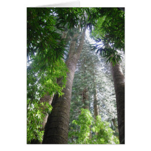 Forêt de pluies hawaïennes