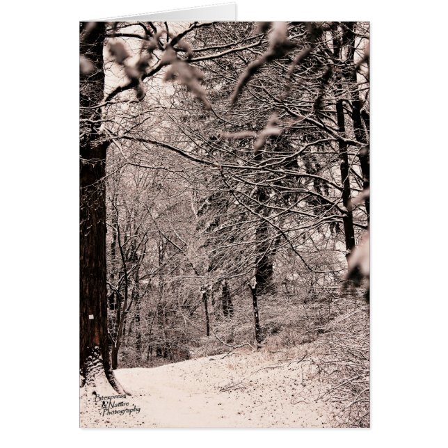 Forêt d'hiver (5.0) (Devant)