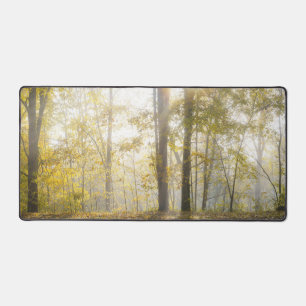 Forêt ensoleillée, photo de nature moderne