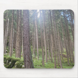 Forêt Ensoleillée - Tapis de Souris Photographie d