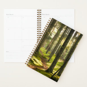 Forêt   Forêt boréale Suède