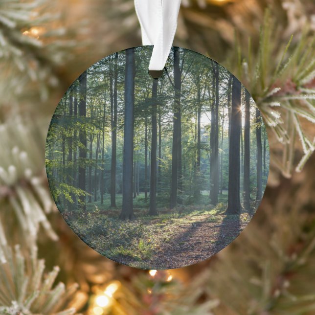 Forêt | Forêt Noire Allemagne (Arbre)