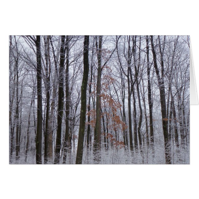 Forêt huppée neige paysage d'hiver Photographie (Devant horizontal)