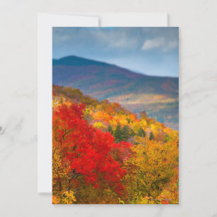 Forêt nationale de White Mountains