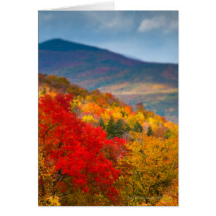 Forêt nationale de White Mountains