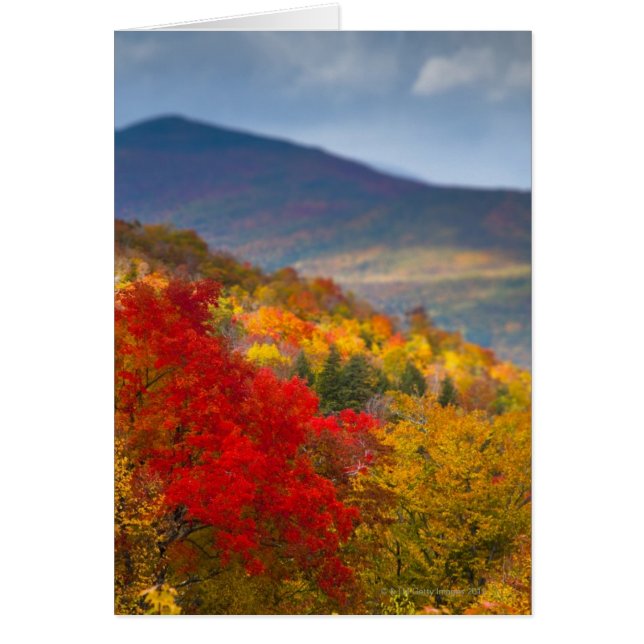 Forêt nationale de White Mountains (Devant)