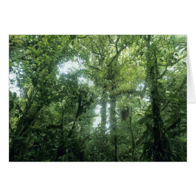 Forêt nuageuse de Monteverde, Costa Rica. (Devant horizontal)