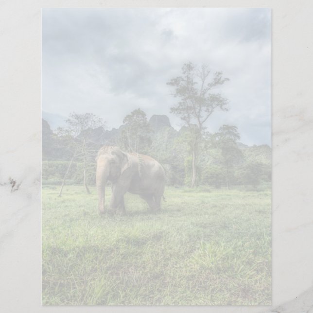 Forêt | Parc national de Kao Sok (Devant)