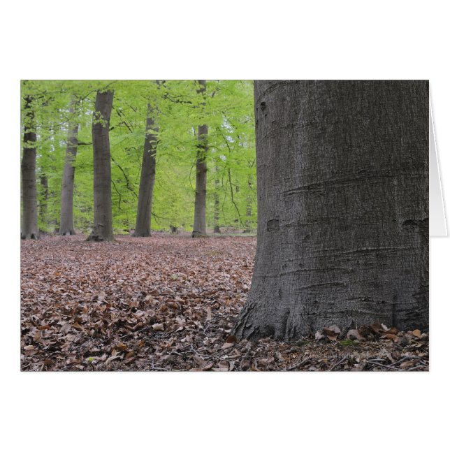 Forêt, Pays-Bas (Devant horizontal)