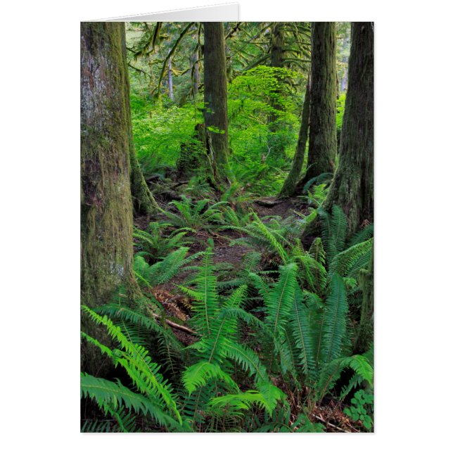 Forêt Scénique Verte Luxuriante (Devant)
