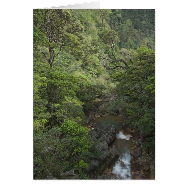Forêt tropicale, Miravalles, Cordillère de (Devant)