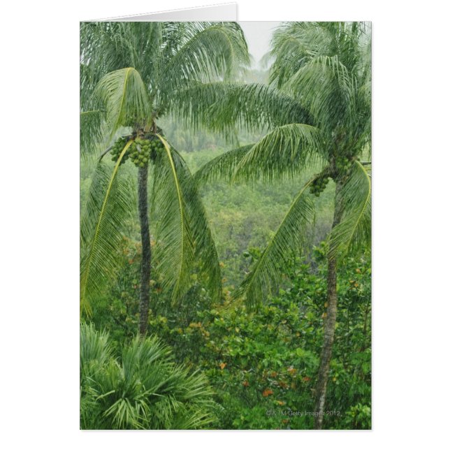 Forêt tropicale tropicale (Devant)