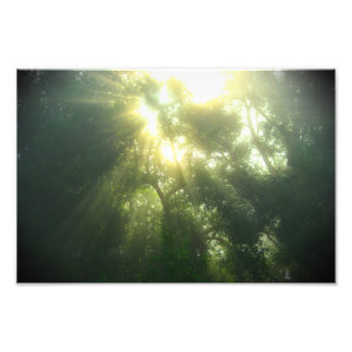 Forêt verte profonde - Impression photo