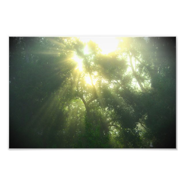 Forêt verte profonde - Impression photo (Devant)