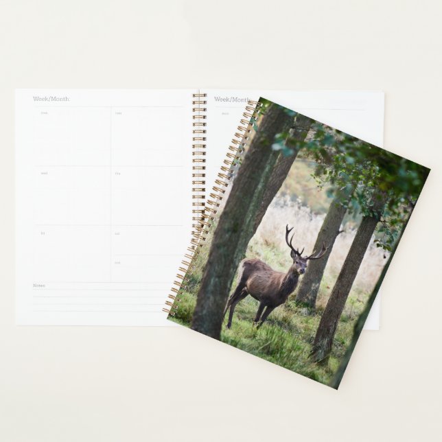 Forêt | Woodlands & Red Deer (Devant avec enveloppe)