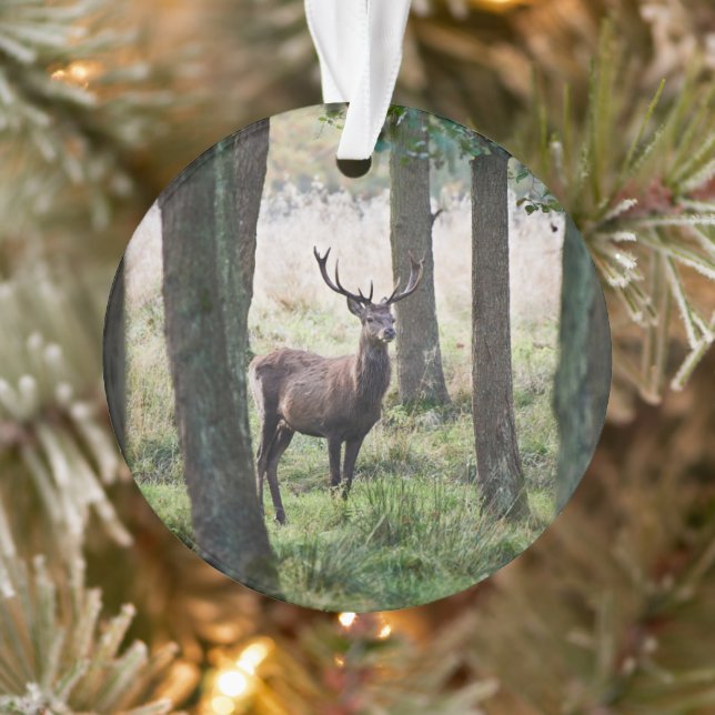 Forêt | Woodlands & Red Deer (Arbre)