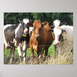 Forever Friends Cow Poster Cadeau
