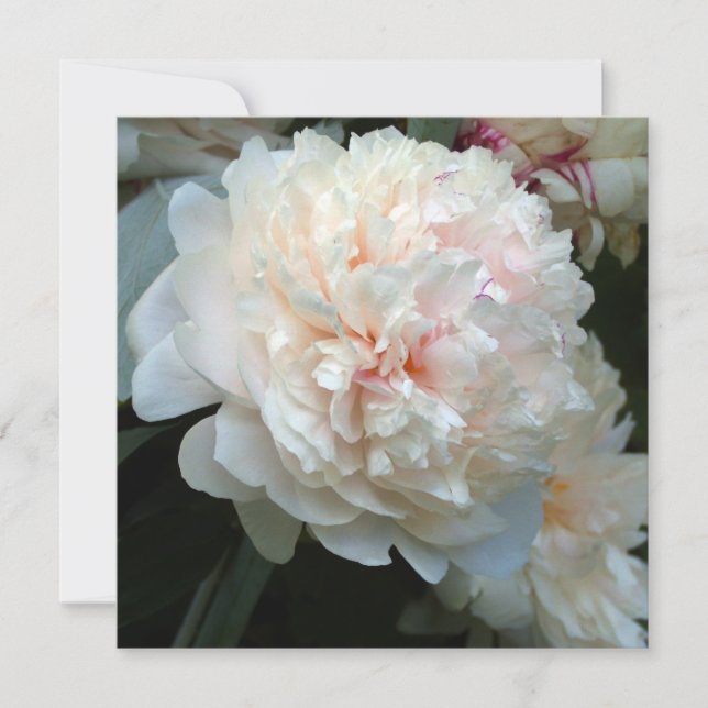 FOREVER PEONY (Devant)