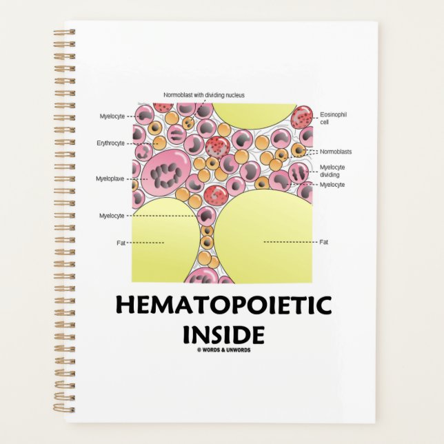 Formation des cellules hématopoietiques (Devant)