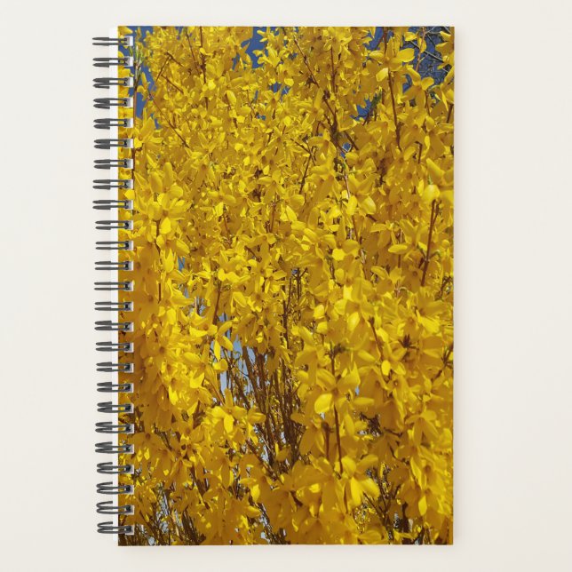 Forsythia Bush près (Devant)