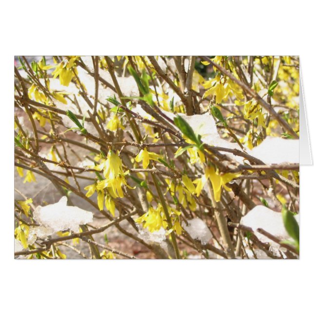 Forsythia de Milou (Devant horizontal)
