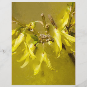 Forsythia - Soleil printanier