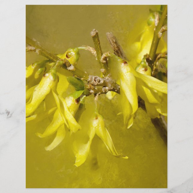 Forsythia - Soleil printanier (Devant)