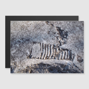 Fossile Céphalopode Nautiloïde Mollusque Marin Anc
