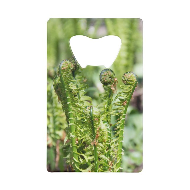 Fougère jeune s'éveillant dans le jardin   (Dos)