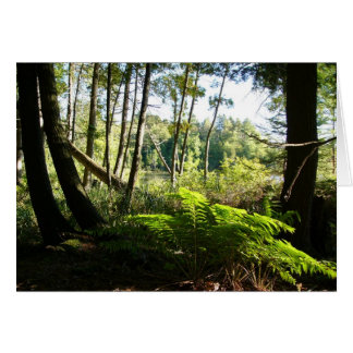 fougères au lac farr