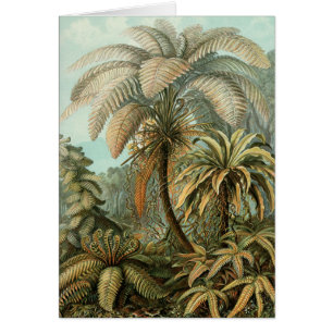 Fougères Palmier Antique Botanique Fougères Art