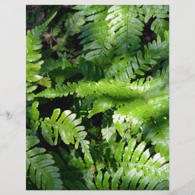 Fougères tropicales vertes de printemps botanique (Devant)