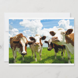 Four chatting cows