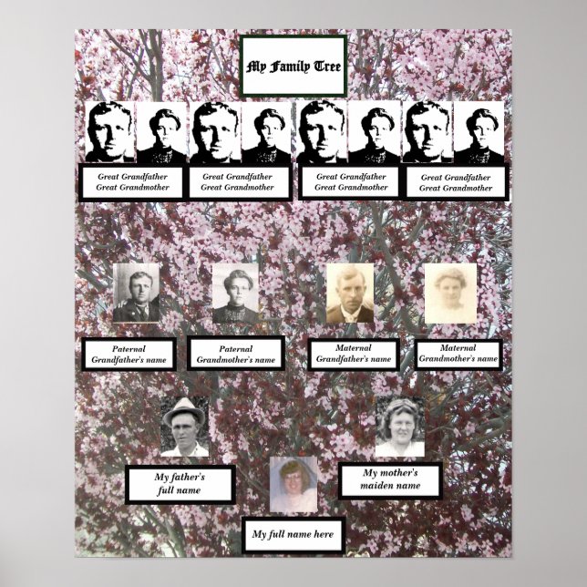 Four Generation Pink Blossom Family Tree Poster (Devant)