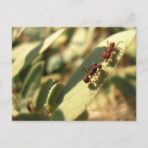 Fourmis et attitude - Carte postale n° 1