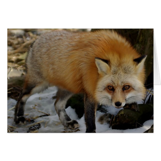 Fox (Devant horizontal)
