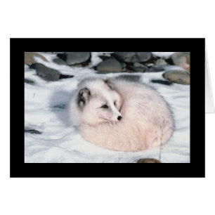 Fox de neige