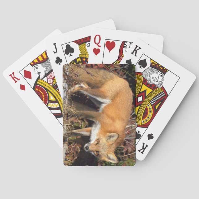 Fox Deck de cartes de jeu (dos)