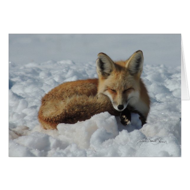 Fox dormant dans la neige (Devant horizontal)