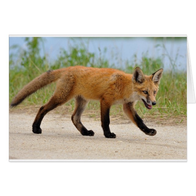 Fox en fuite (Devant horizontal)