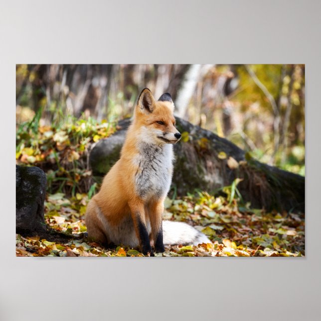 Fox in Woods - Poster (Devant)