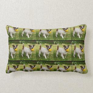 Fox Terrier Avec Son Coussin À Balle Lumbar.