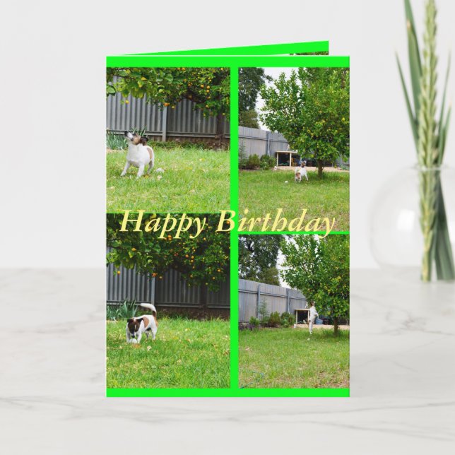 Fox Terrier, Collage de photos, Carte de voeux d'a (Devant)