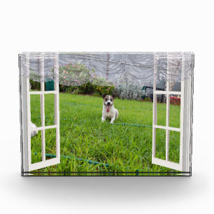 Fox Terrier Come Play, Bloc Photo
