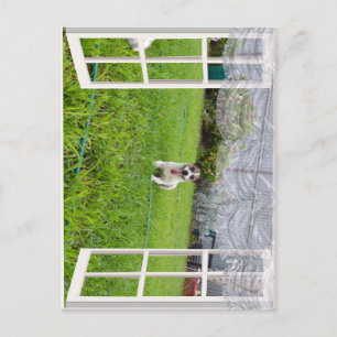 Fox Terrier Come Play, Carte Postale
