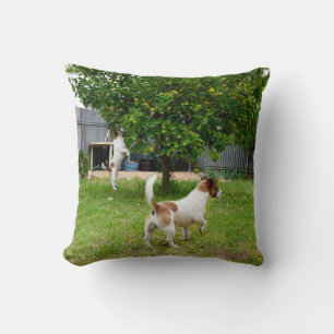 Fox Terrier Jouer Temps Jouer Coussin