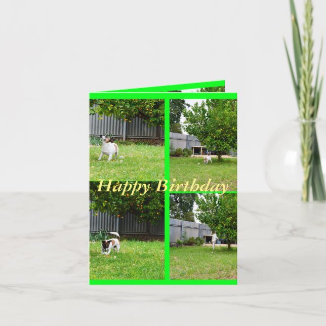 Fox Terrier, Photo Collage, Petite carte d'anniver (Devant)