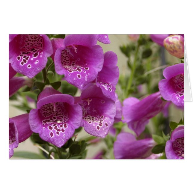 Foxglove (Devant Horizontal)